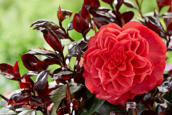 Bladhoudende struiken Kopen