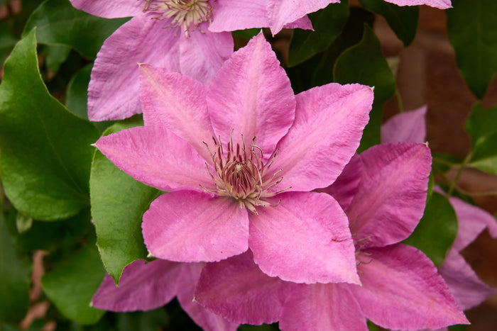 Clematis & Klimplanten Kopen