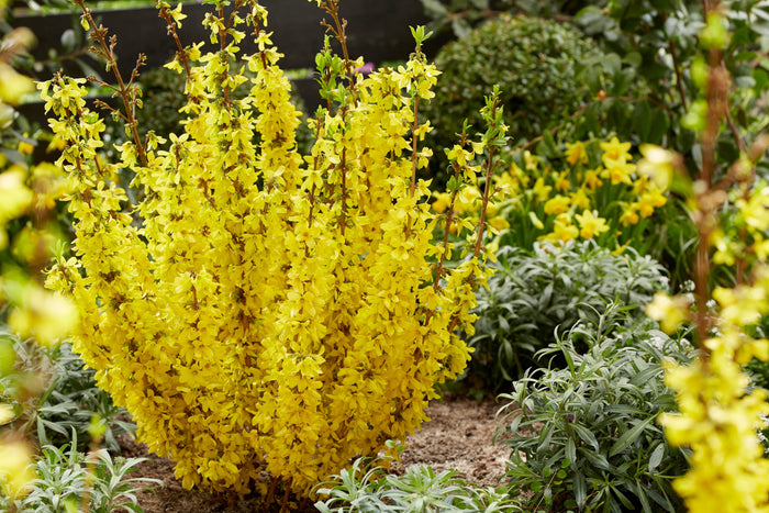 Bladverliezende struiken Kopen