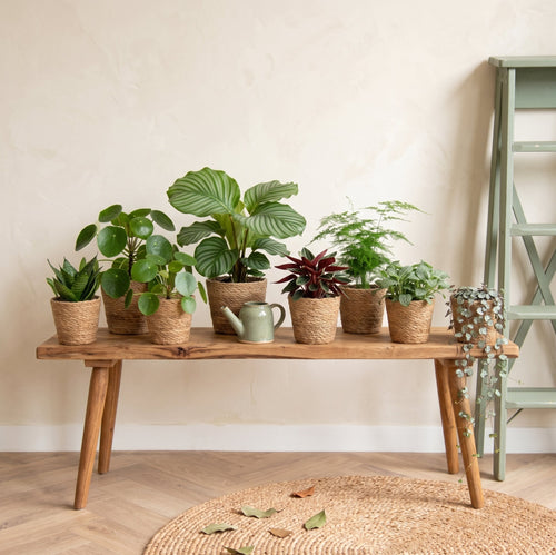 Kleine kamerplanten