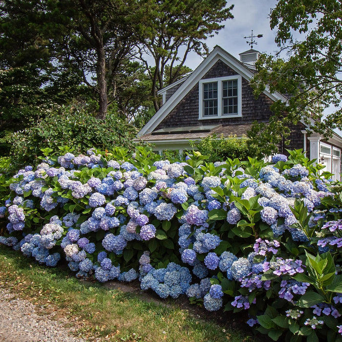 Hortensia's