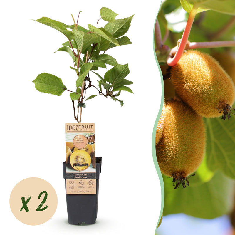Green boutiQ - Fruitplant - Actinidia deliciosa Golden Kiwi - Kiwiplant - Vrouwelijk - Gele Vrucht - 2 Planten - Pot 15cm - Hoogte 50cm