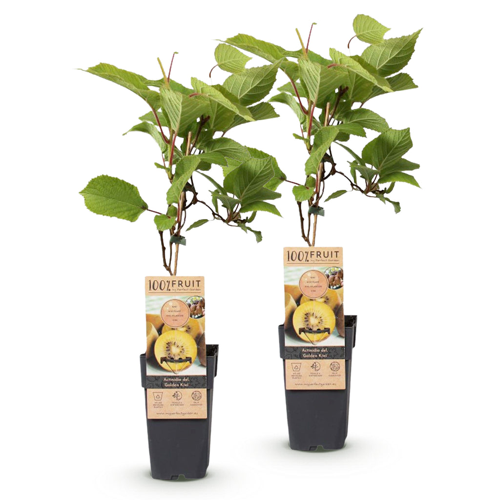 Green boutiQ - Actinidia deliciosa Golden Kiwi - Kiwi femelle - Fruit jaune - 2 Plants - Pot 15cm - Hauteur 50cm