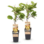 Green boutiQ - Actinidia deliciosa Golden Kiwi - Kiwi femelle - Fruit jaune - 2 Plants - Pot 15cm - Hauteur 50cm