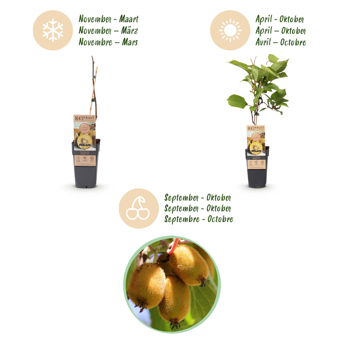 Green boutiQ - Actinidia deliciosa Golden Kiwi - Kiwi femelle - Fruit jaune - 2 Plants - Pot 15cm - Hauteur 50cm