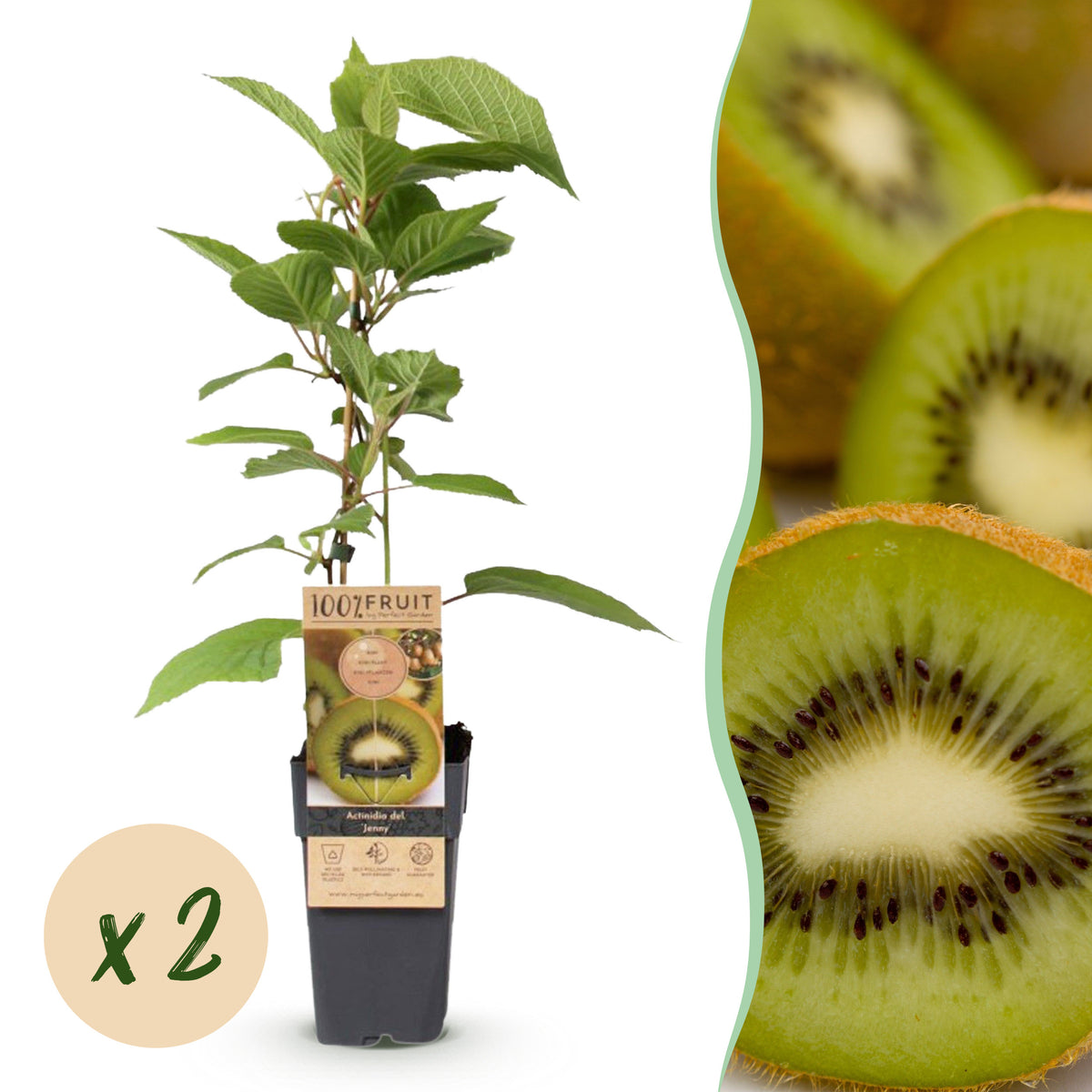 Green boutiQ - Plant fruitier - Actinidia deliciosa Jenny - Kiwitier - Autofertile - Fruit vert - 2 plantes - Pot 15 cm - Hauteur 50 cm