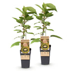 Green boutiQ - Plant fruitier - Actinidia deliciosa Jenny - Kiwitier - Autofertile - Fruit vert - 2 plantes - Pot 15 cm - Hauteur 50 cm