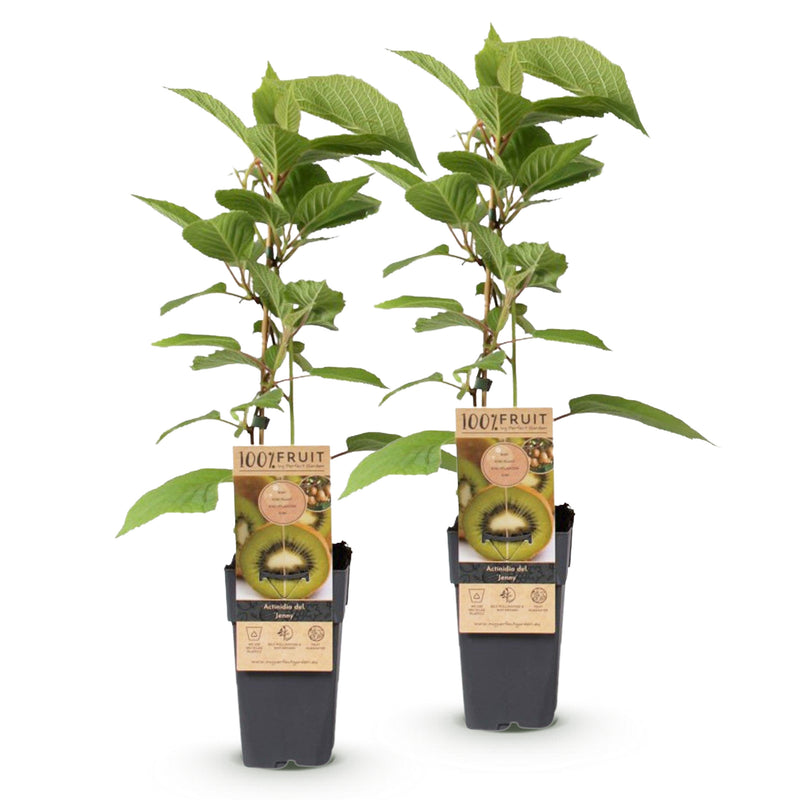 Green boutiQ - Fruitplant - Actinidia deliciosa Jenny - Kiwiplant - Zelfbestuivend - Groene Vrucht - 2 Planten - Pot 15cm - Hoogte 50cm