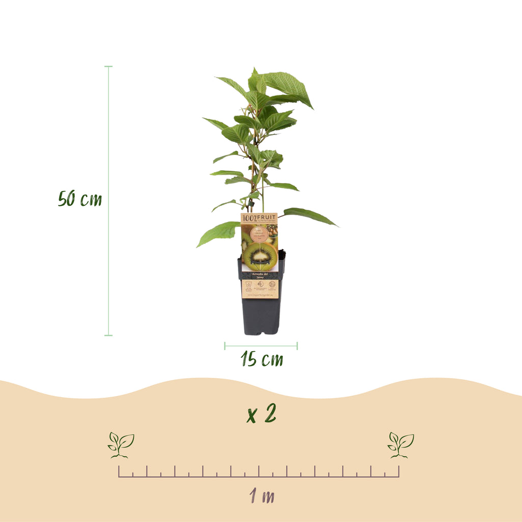 Green boutiQ - Plant fruitier - Actinidia deliciosa Jenny - Kiwitier - Autofertile - Fruit vert - 2 plantes - Pot 15 cm - Hauteur 50 cm