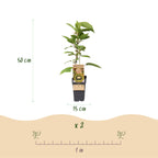 Green boutiQ - Plant fruitier - Actinidia deliciosa Jenny - Kiwitier - Autofertile - Fruit vert - 2 plantes - Pot 15 cm - Hauteur 50 cm