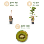 Green boutiQ - Plant fruitier - Actinidia deliciosa Jenny - Kiwitier - Autofertile - Fruit vert - 2 plantes - Pot 15 cm - Hauteur 50 cm