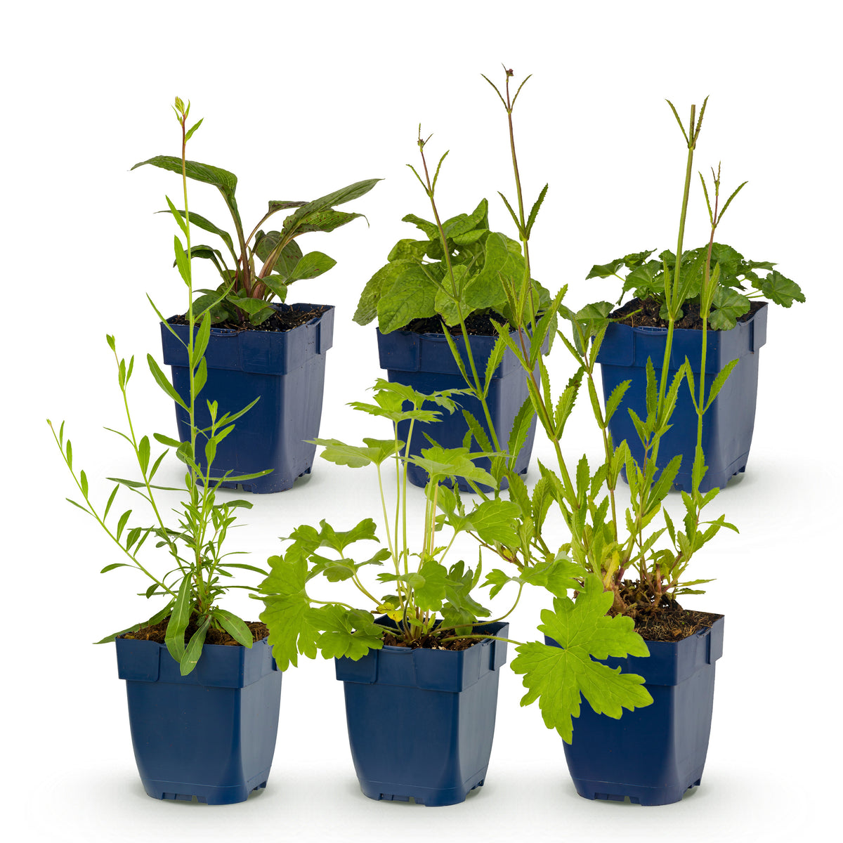 Green boutiQ - Borderpakket - Bijen en Vlinderlokkend - 6 Vaste planten - 1 m2 - Diversen kleuren - Weinig Onderhoud - Pot 11cm