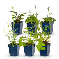 Green boutiQ - Borderpakket - Bijen en Vlinderlokkend - 6 Vaste planten - 1 m2 - Diversen kleuren - Weinig Onderhoud - Pot 11cm