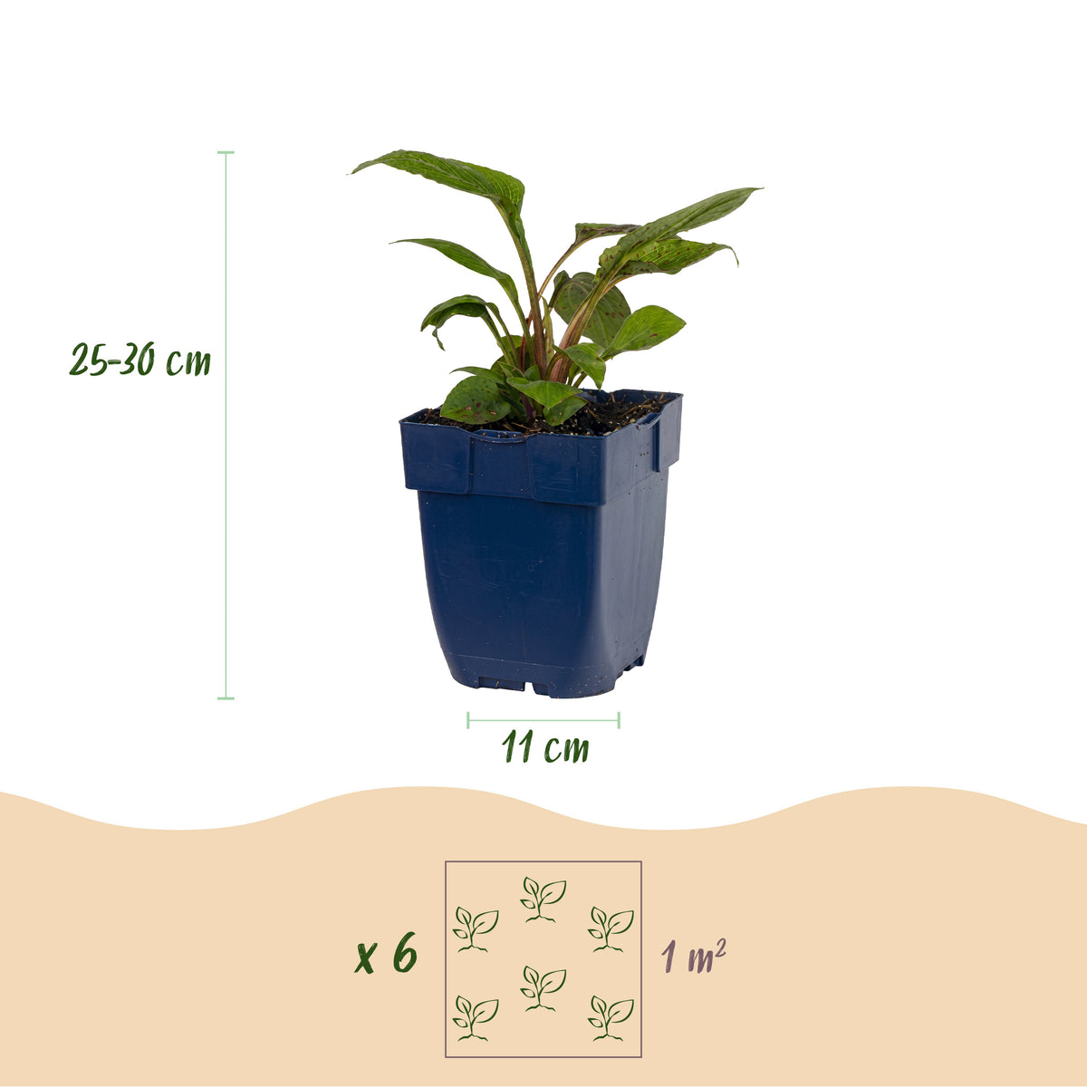Green boutiQ - Borderpakket - Bijen en Vlinderlokkend - 6 Vaste planten - 1 m2 - Diversen kleuren - Weinig Onderhoud - Pot 11cm