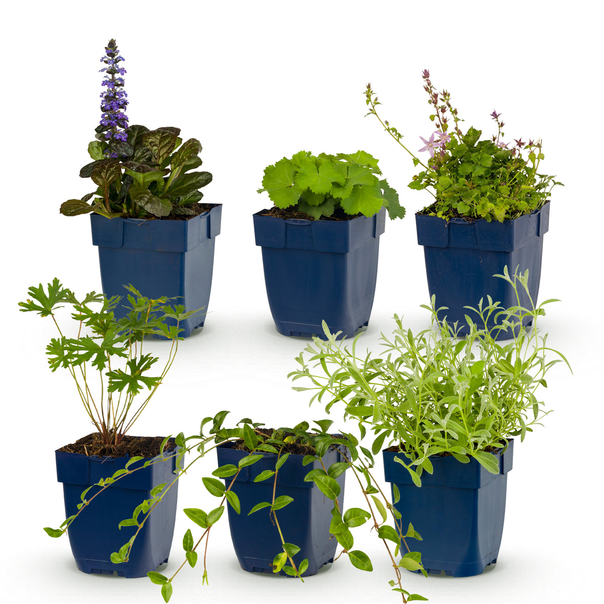 Green boutiQ - Borderpakket - Bodembedekkend - 6 Vaste planten - 1 m2 - Diversen kleuren - Weinig Onderhoud - Pot 11cm