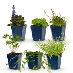 Green boutiQ - Kit bordure - Couvre-sol - 6 Plantes vivaces - 1 m2 - Couleurs variées - Peu d'entretien - Pot 11cm