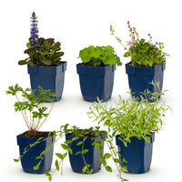 Green boutiQ - Borderpakket - Bodembedekkend - 6 Vaste planten - 1 m2 - Diversen kleuren - Weinig Onderhoud - Pot 11cm