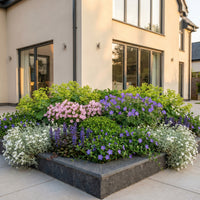 Green boutiQ - Borderpakket - Bodembedekkend - 6 Vaste planten - 1 m2 - Diversen kleuren - Weinig Onderhoud - Pot 11cm