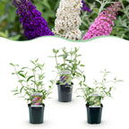 Green boutiQ - Plante de jardin - Buddleja davidii Tricolour - Arbre à papillons - Rustique - Bleu - Rose - Blanc - 3 plantes - Pot 17cm - Hauteur 45cm