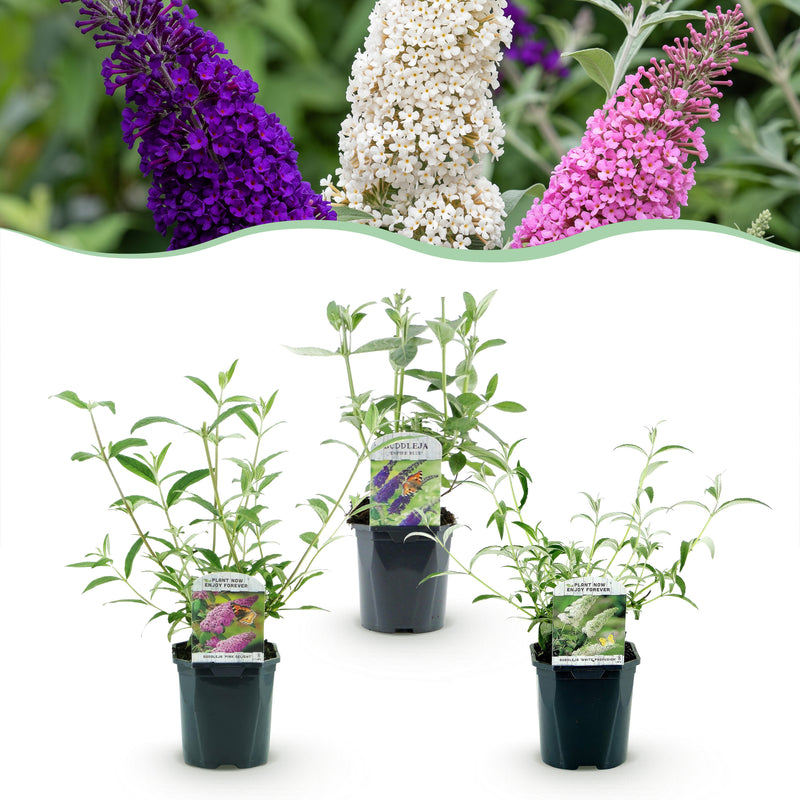 Green boutiQ - Tuinplant - Buddleja davidii Tricolour - Vlinderstruik - Winterhard - Blauw - Roze - Wit - 3 Planten - Pot 17cm - Hoogte 45cm