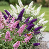 Green boutiQ - Tuinplant - Buddleja davidii Tricolour - Vlinderstruik - Winterhard - Blauw - Roze - Wit - 3 Planten - Pot 17cm - Hoogte 45cm