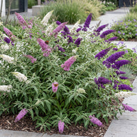 Green boutiQ - Tuinplant - Buddleja davidii Tricolour - Vlinderstruik - Winterhard - Blauw - Roze - Wit - 3 Planten - Pot 17cm - Hoogte 45cm
