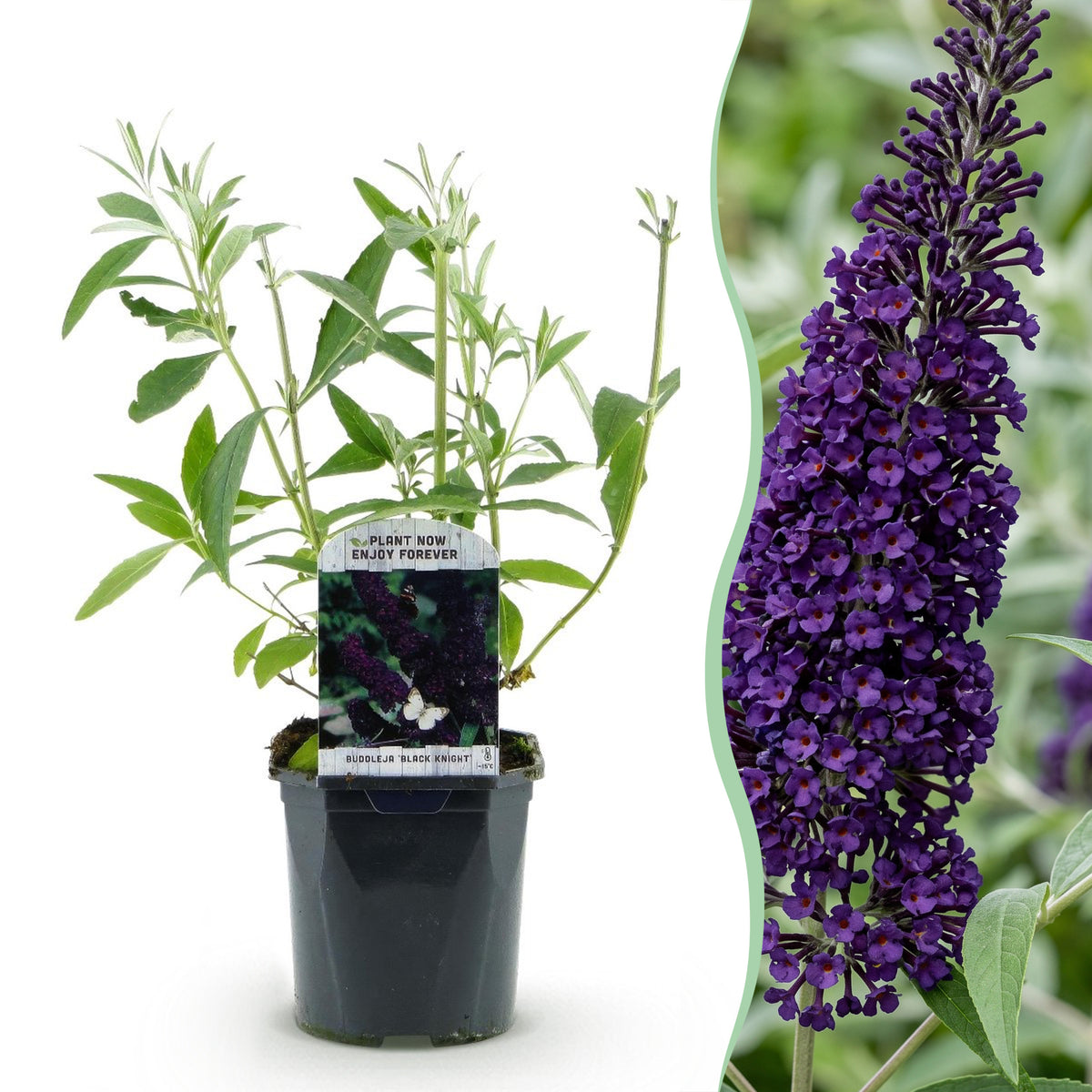 Green boutiQ - Tuinplant - Buddleja davidii Black Night - Vlinderstruik - Winterhard - Paars - 1 Plant - Pot 17cm - Hoogte 45cm