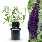 Green boutiQ - Plante de jardin - Buddleja davidii Black Night - Arbre aux papillons - Rustique - Violet - 1 Plante - Pot 17cm - Hauteur 45cm