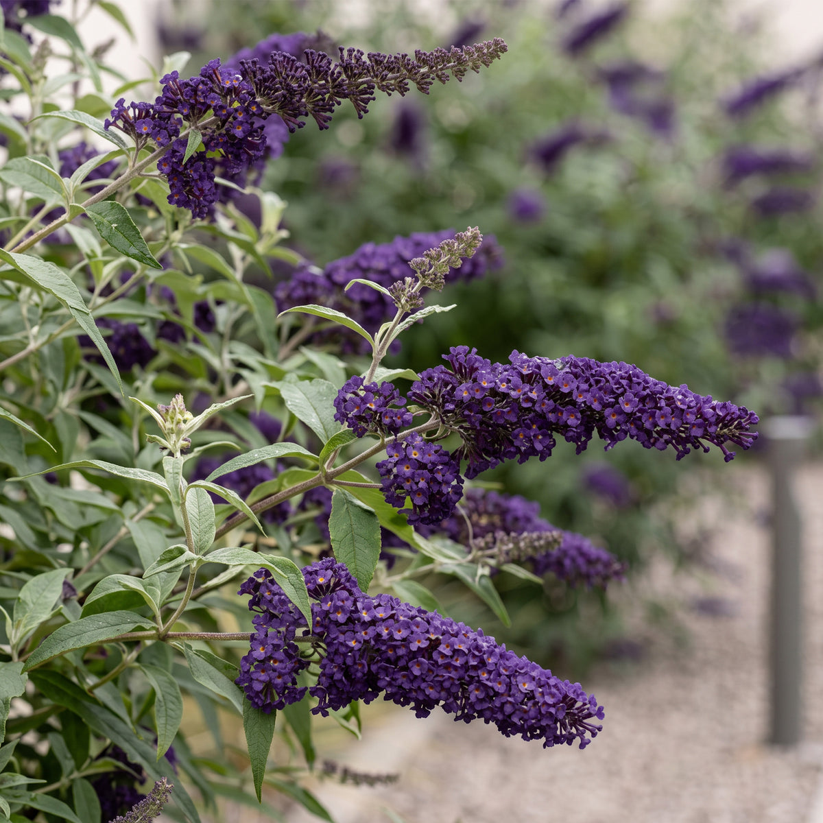 Green boutiQ - Tuinplant - Buddleja davidii Black Night - Vlinderstruik - Winterhard - Paars - 1 Plant - Pot 17cm - Hoogte 45cm