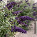 Green boutiQ - Plante de jardin - Buddleja davidii Black Night - Arbre aux papillons - Rustique - Violet - 1 Plante - Pot 17cm - Hauteur 45cm