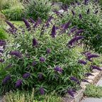 Green boutiQ - Plante de jardin - Buddleja davidii Black Night - Arbre aux papillons - Rustique - Violet - 1 Plante - Pot 17cm - Hauteur 45cm