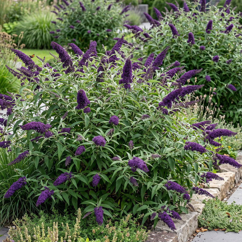 Green boutiQ - Tuinplant - Buddleja davidii Black Night - Vlinderstruik - Winterhard - Paars - 1 Plant - Pot 17cm - Hoogte 45cm