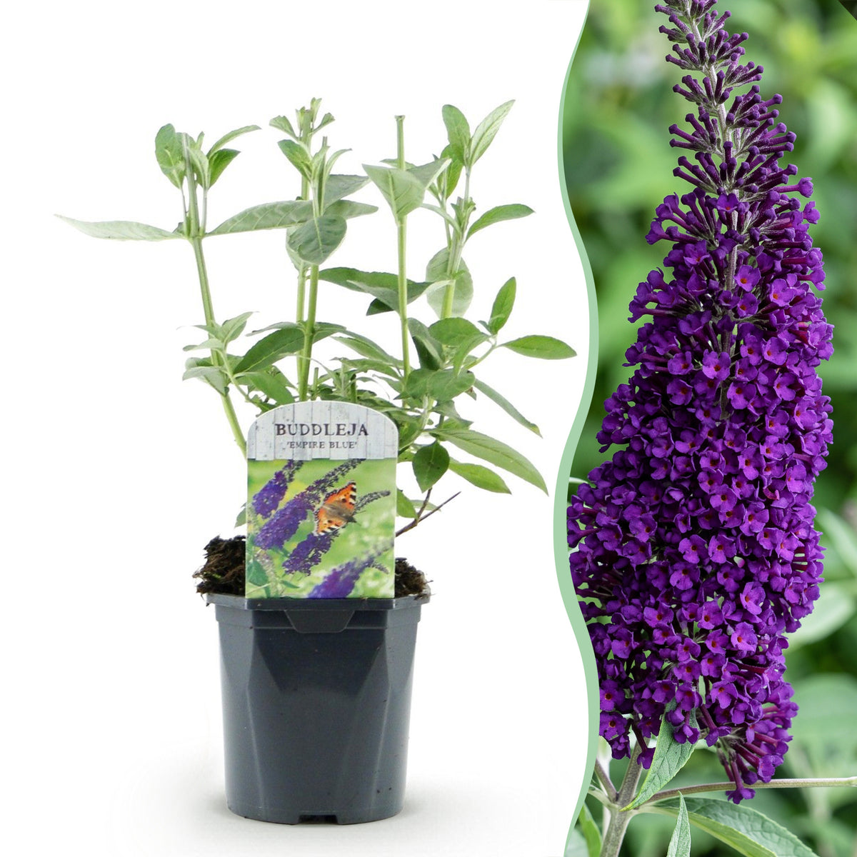Green boutiQ - Tuinplant - Buddleja davidii Empire Blue - Vlinderstruik - Winterhard - Blauw - 1 Plant - Pot 17cm - Hoogte 45cm