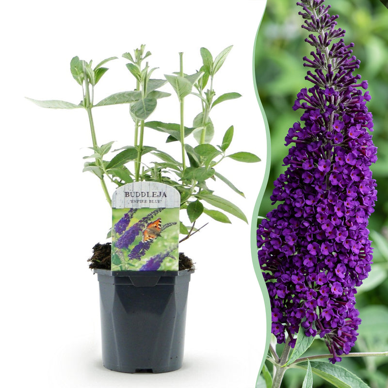 Green boutiQ - Tuinplant - Buddleja davidii Empire Blue - Vlinderstruik - Winterhard - Blauw - 1 Plant - Pot 17cm - Hoogte 45cm