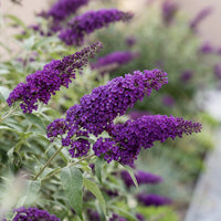Green boutiQ - Tuinplant - Buddleja davidii Empire Blue - Vlinderstruik - Winterhard - Blauw - 3 Planten - Pot 17cm - Hoogte 45cm