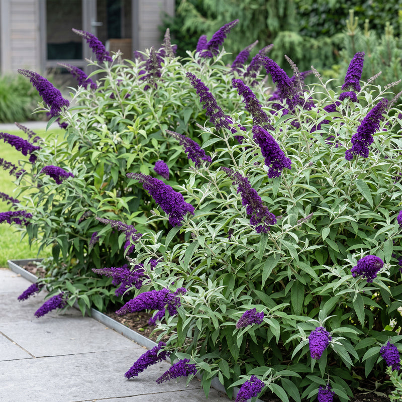 Green boutiQ - Tuinplant - Buddleja davidii Empire Blue - Vlinderstruik - Winterhard - Blauw - 3 Planten - Pot 17cm - Hoogte 45cm