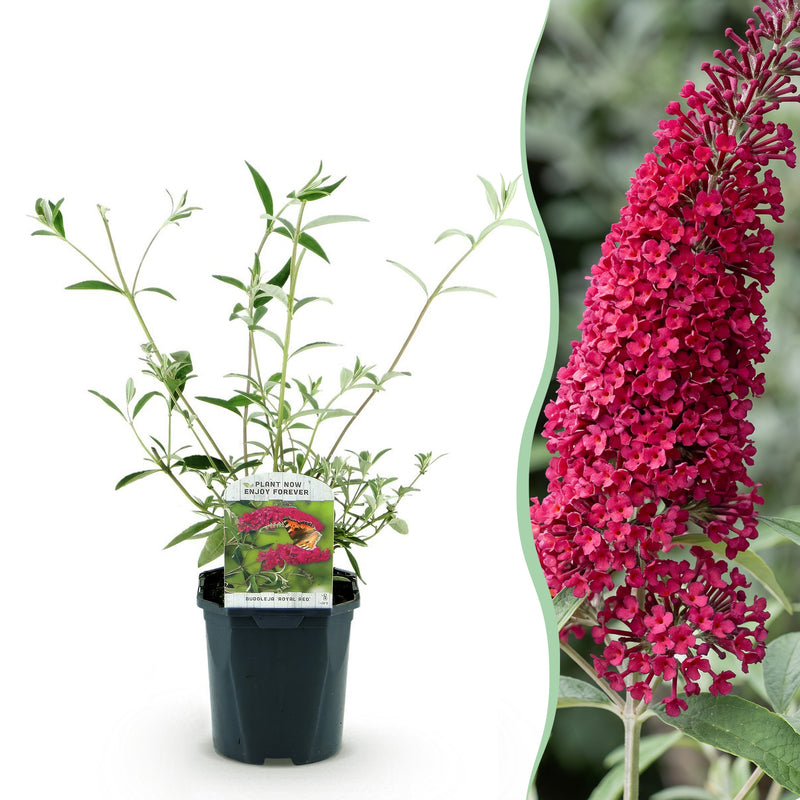 Green boutiQ - Tuinplant - Buddleja davidii Royal Red - Vlinderstruik - Winterhard - Rood - 3 Planten - Pot 17cm - Hoogte 45cm