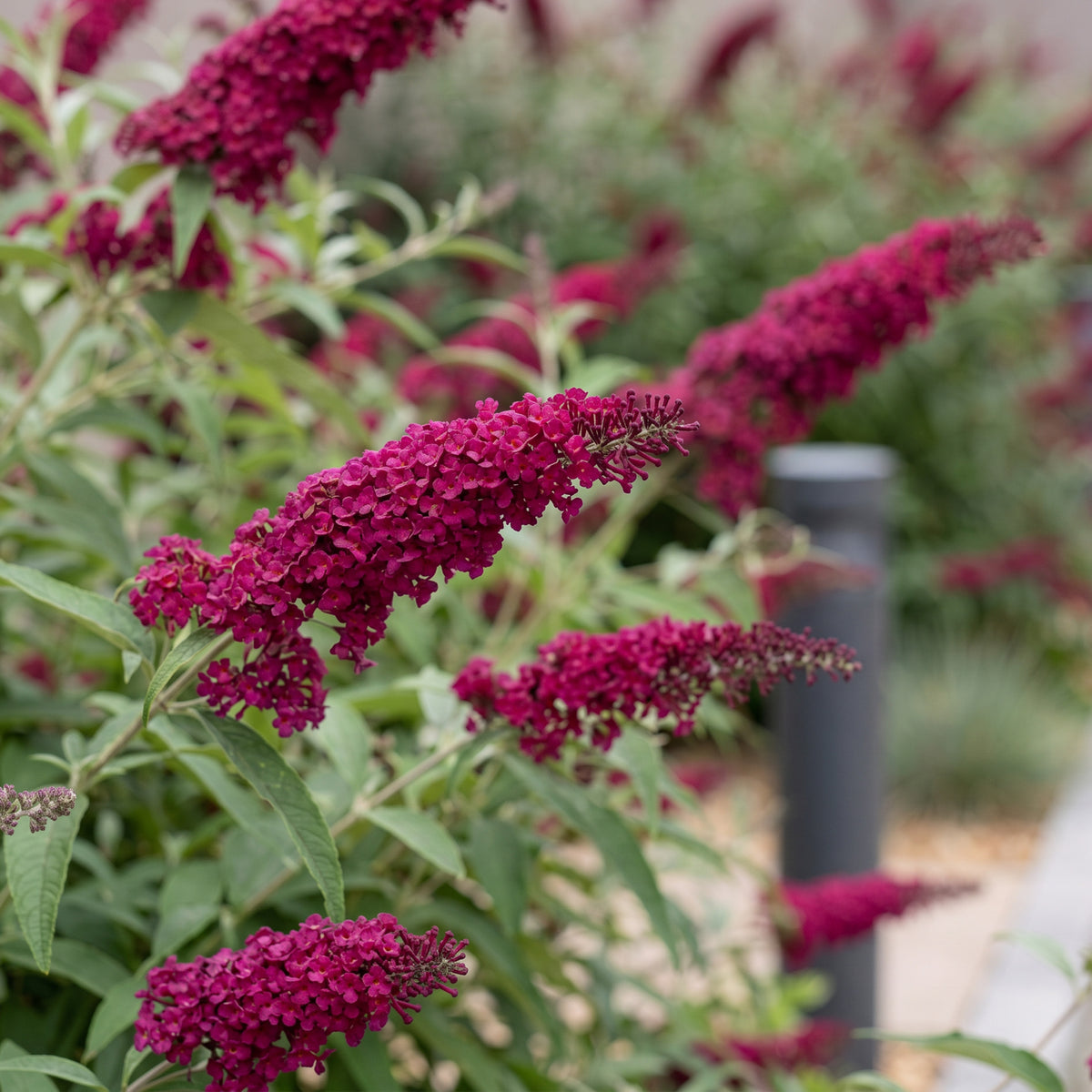 Green boutiQ - Tuinplant - Buddleja davidii Royal Red - Vlinderstruik - Winterhard - Rood - 1 Plant - Pot 17cm - Hoogte 45cm