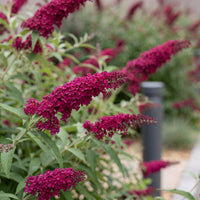 Green boutiQ - Tuinplant - Buddleja davidii Royal Red - Vlinderstruik - Winterhard - Rood - 1 Plant - Pot 17cm - Hoogte 45cm