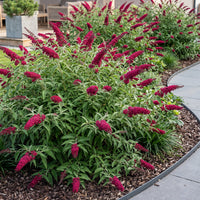 Green boutiQ - Tuinplant - Buddleja davidii Royal Red - Vlinderstruik - Winterhard - Rood - 3 Planten - Pot 17cm - Hoogte 45cm