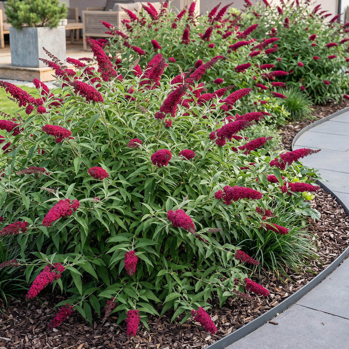 Green boutiQ - Tuinplant - Buddleja davidii Royal Red - Vlinderstruik - Winterhard - Rood - 1 Plant - Pot 17cm - Hoogte 45cm