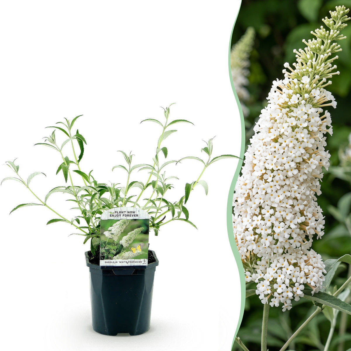Green boutiQ - Tuinplant - Buddleja davidii White Profusion - Vlinderstruik - Winterhard - Wit - 3 Planten - Pot 17cm - Hoogte 45cm