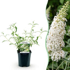 Green boutiQ - Gartenpflanze - Buddleja davidii White Profusion - Schmetterlingsflieder - Winterhart - Weiß - 1 Pflanze - Topf 17cm - Höhe 45cm