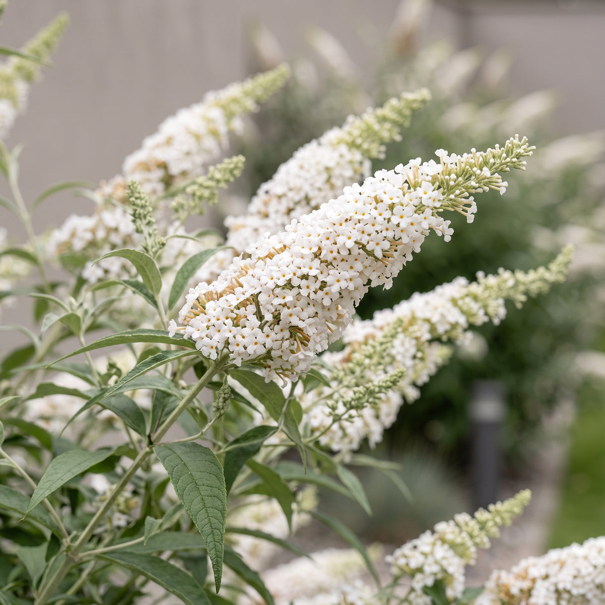 Green boutiQ - Tuinplant - Buddleja davidii White Profusion - Vlinderstruik - Winterhard - Wit - 3 Planten - Pot 17cm - Hoogte 45cm