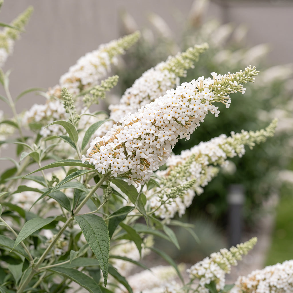 Green boutiQ - Gartenpflanze - Buddleja davidii White Profusion - Schmetterlingsflieder - Winterhart - Weiß - 1 Pflanze - Topf 17cm - Höhe 45cm