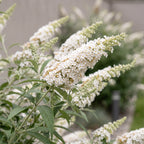 Green boutiQ - Gartenpflanze - Buddleja davidii White Profusion - Schmetterlingsflieder - Winterhart - Weiß - 1 Pflanze - Topf 17cm - Höhe 45cm