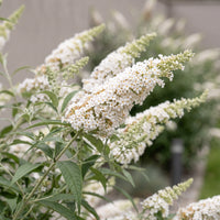 Green boutiQ - Tuinplant - Buddleja davidii White Profusion - Vlinderstruik - Winterhard - Wit - 1 Plant - Pot 17cm - Hoogte 45cm