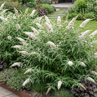 Green boutiQ - Tuinplant - Buddleja davidii White Profusion - Vlinderstruik - Winterhard - Wit - 3 Planten - Pot 17cm - Hoogte 45cm