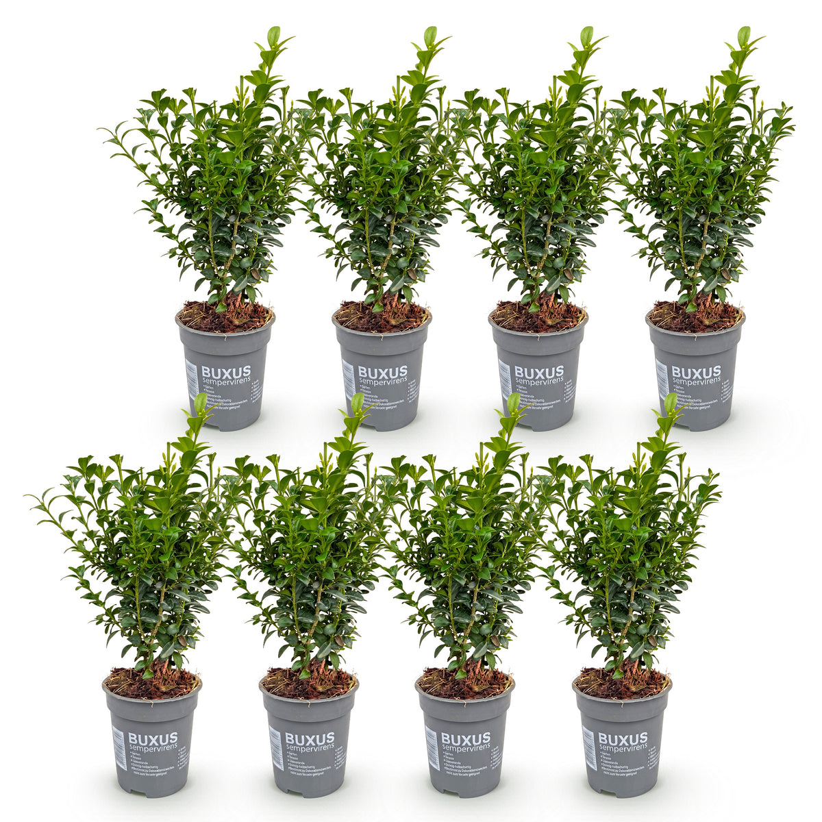 Green boutiQ - Plantes de haie - Buxus sempervirens - feuillage vert - 8 plantes - 1 mètre linéaire - persistant - pot 9cm hauteur 20-25cm