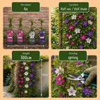 Green boutiQ - Plante grimpante - Clématite Tricolore - Fleur Rose Blanc Violet - Entretien facile - 3 plantes - Pot 11cm Hauteur 40cm